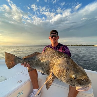 Black Drum