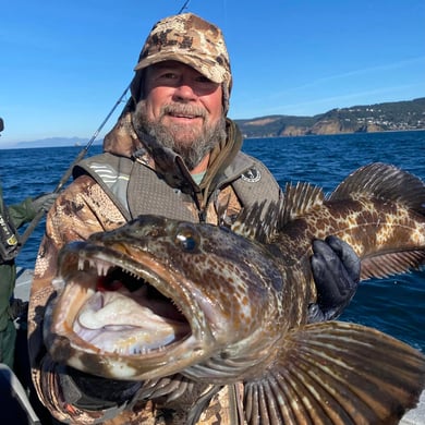 Lingcod