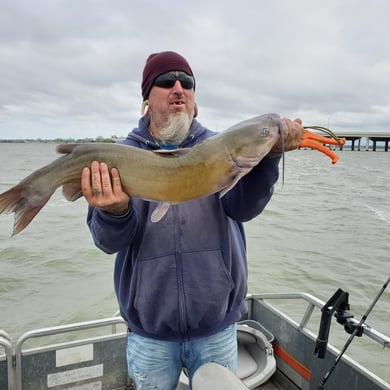 Channel Catfish