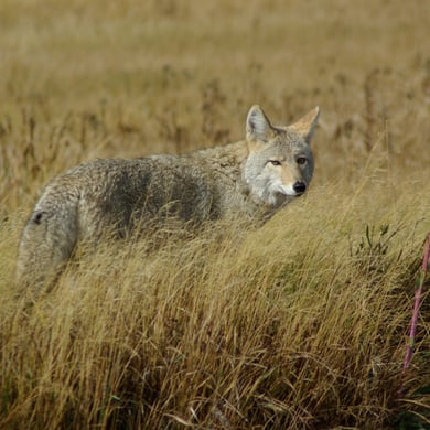 Coyote