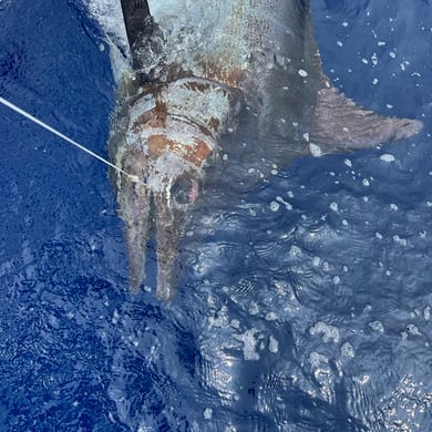 Black Marlin