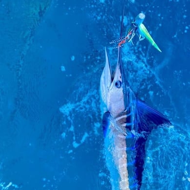 Striped Marlin