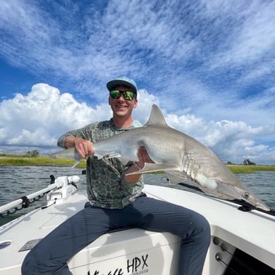 Bonnethead Shark