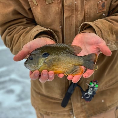 Sunfish