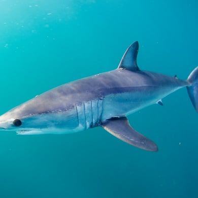 Mako Shark