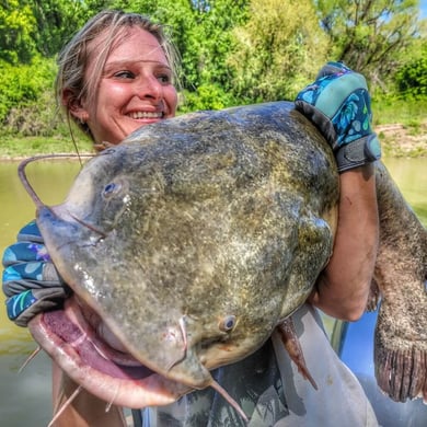 Flathead Catfish