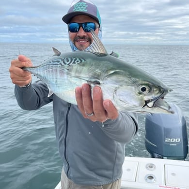 False Albacore