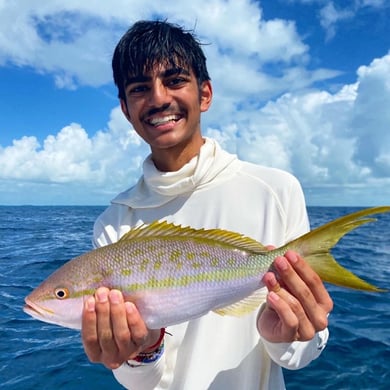 Yellowtail Snapper