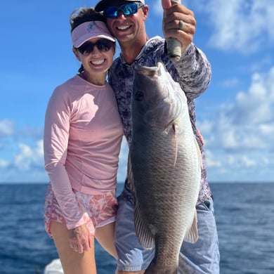 Mangrove Snapper