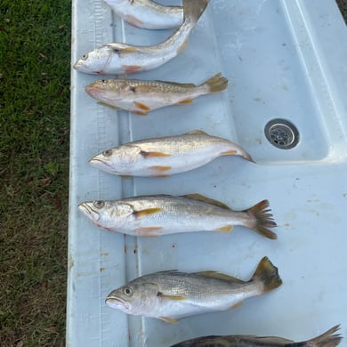 Weakfish