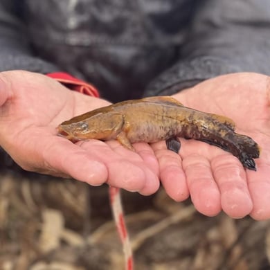 Bullhead Catfish