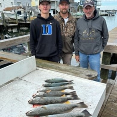 Bluefish