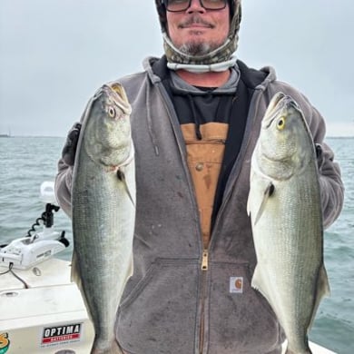 Bluefish