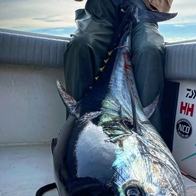 Bluefin Tuna