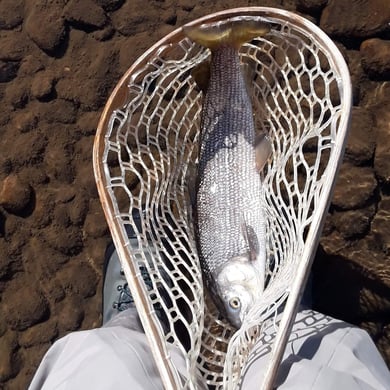 Lake Whitefish