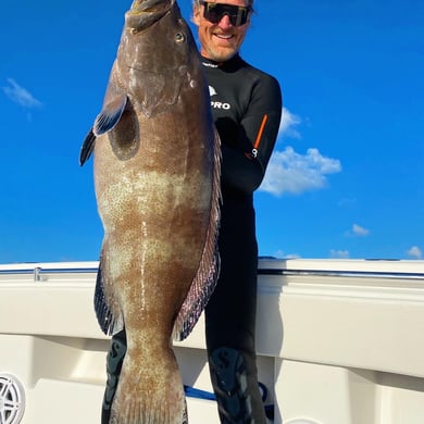 Black Grouper