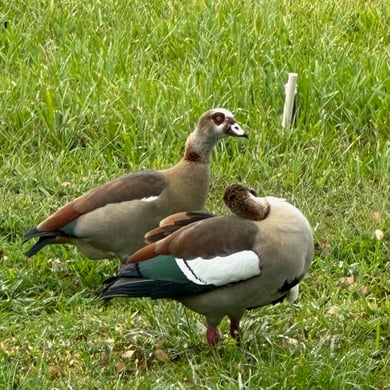 Egyptian Goose