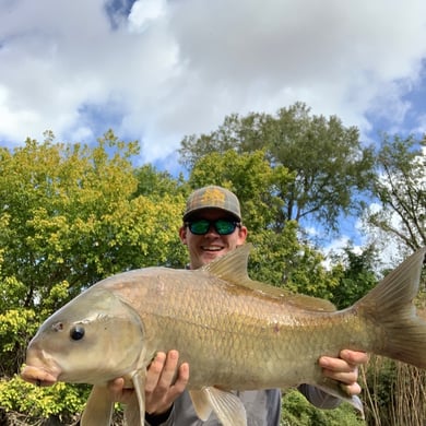 Smallmouth Buffalo