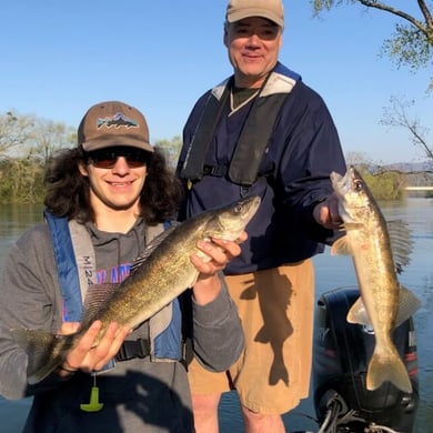 Sauger