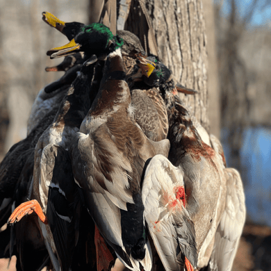 Mallard