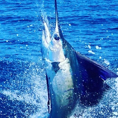 Sailfish