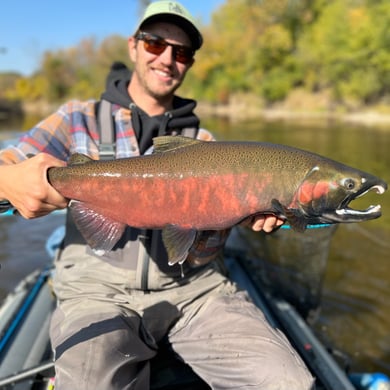 Coho Salmon