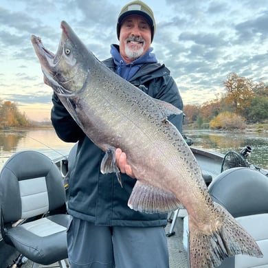 Chinook Salmon