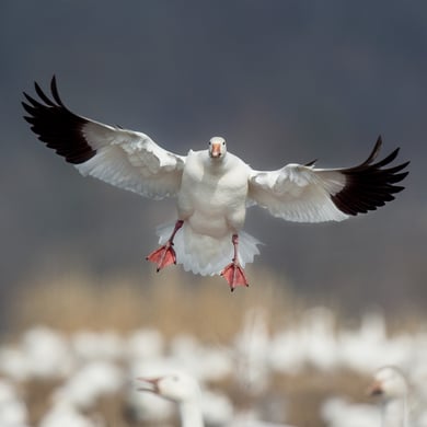 Snow Goose