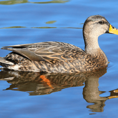 Mottled Duck