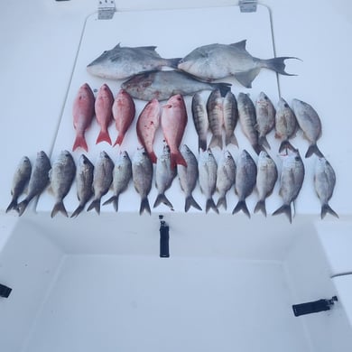 Perch