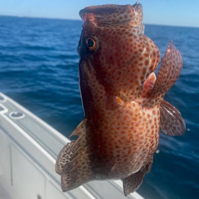 Strawberry Grouper