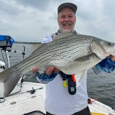 Hybrid Striped Bass