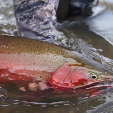 Cutthroat Trout