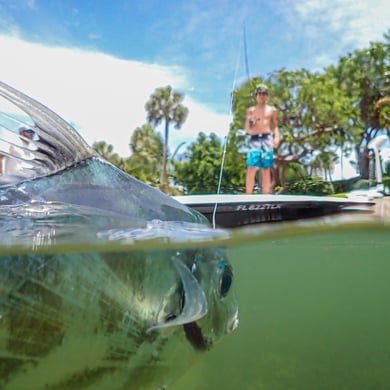African Pompano