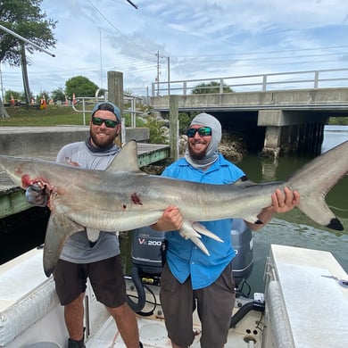 Blacktip Shark