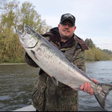 Coho Salmon