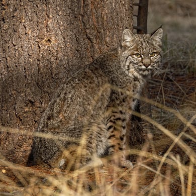 Bobcat