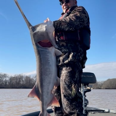 Paddlefish