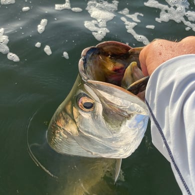 Tarpon
