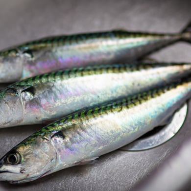 Atlantic Mackerel
