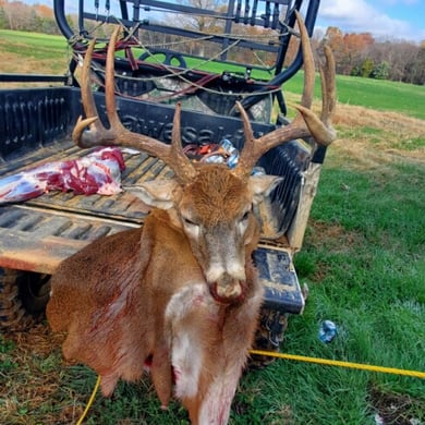 Whitetail Deer