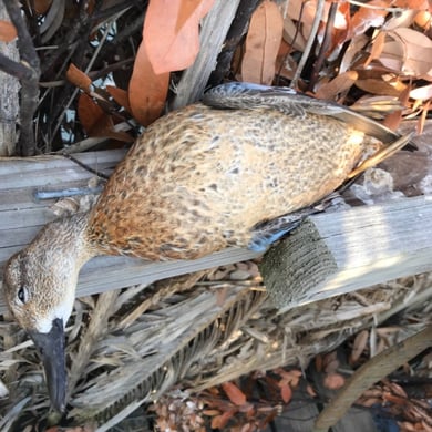 Hunting in Aransas Pass