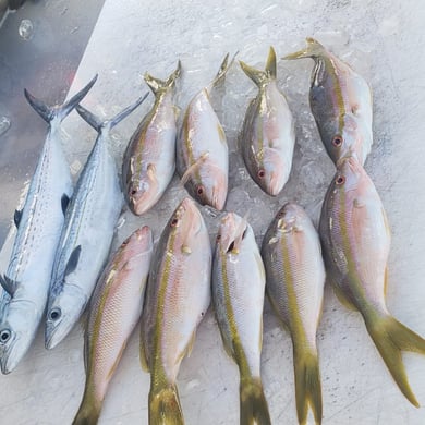 Fishing in Miami Beach