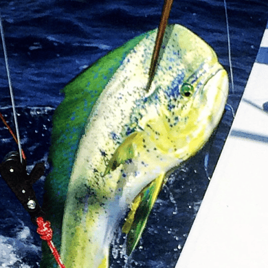 Fishing in Charleston