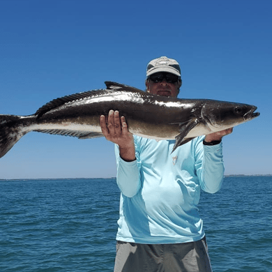 The 13 Best Blacktip Shark Fishing Charters in Jacksonville