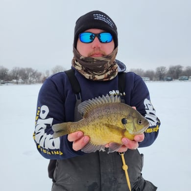 Bluegill