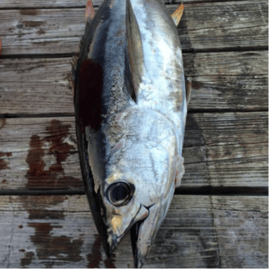 Fishing in Spanish Wells