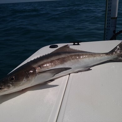 Fishing in Big Pine Key