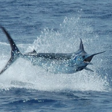 Fishing in Fort Lauderdale