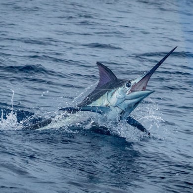 Black Marlin